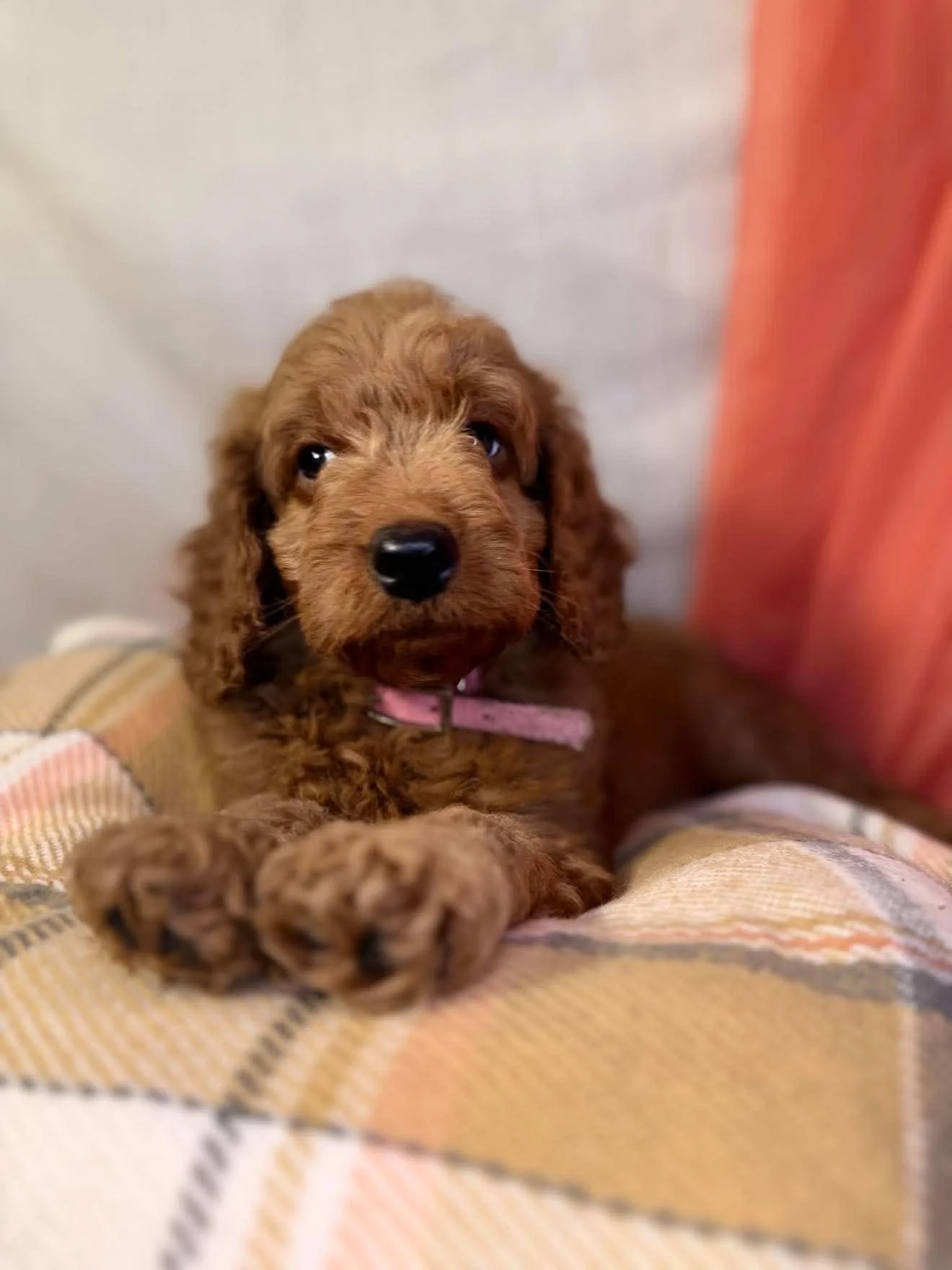 Strawberry Cutie- Available Female