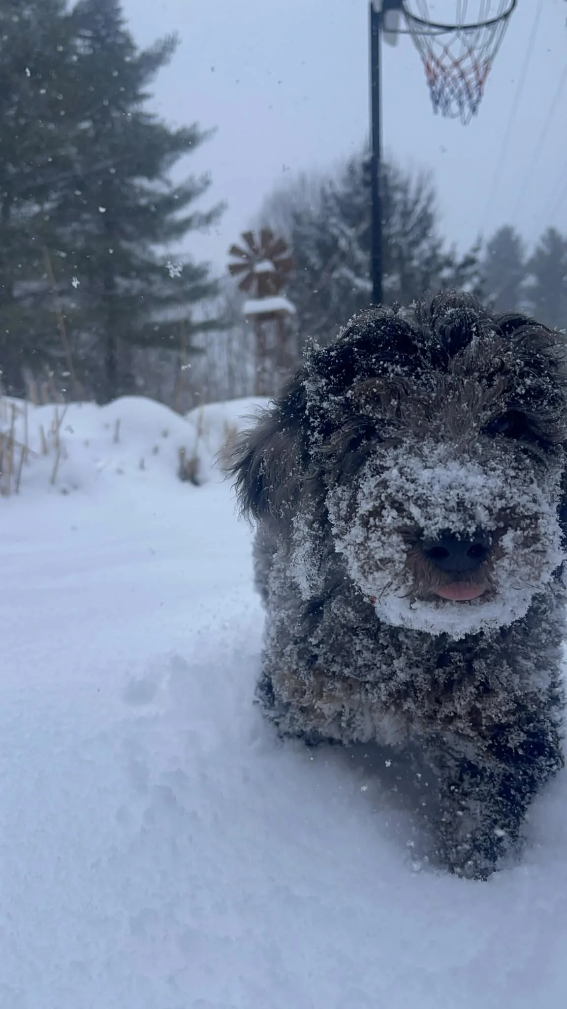 Dasher~Tri-merle~ON HOLD~$2,200