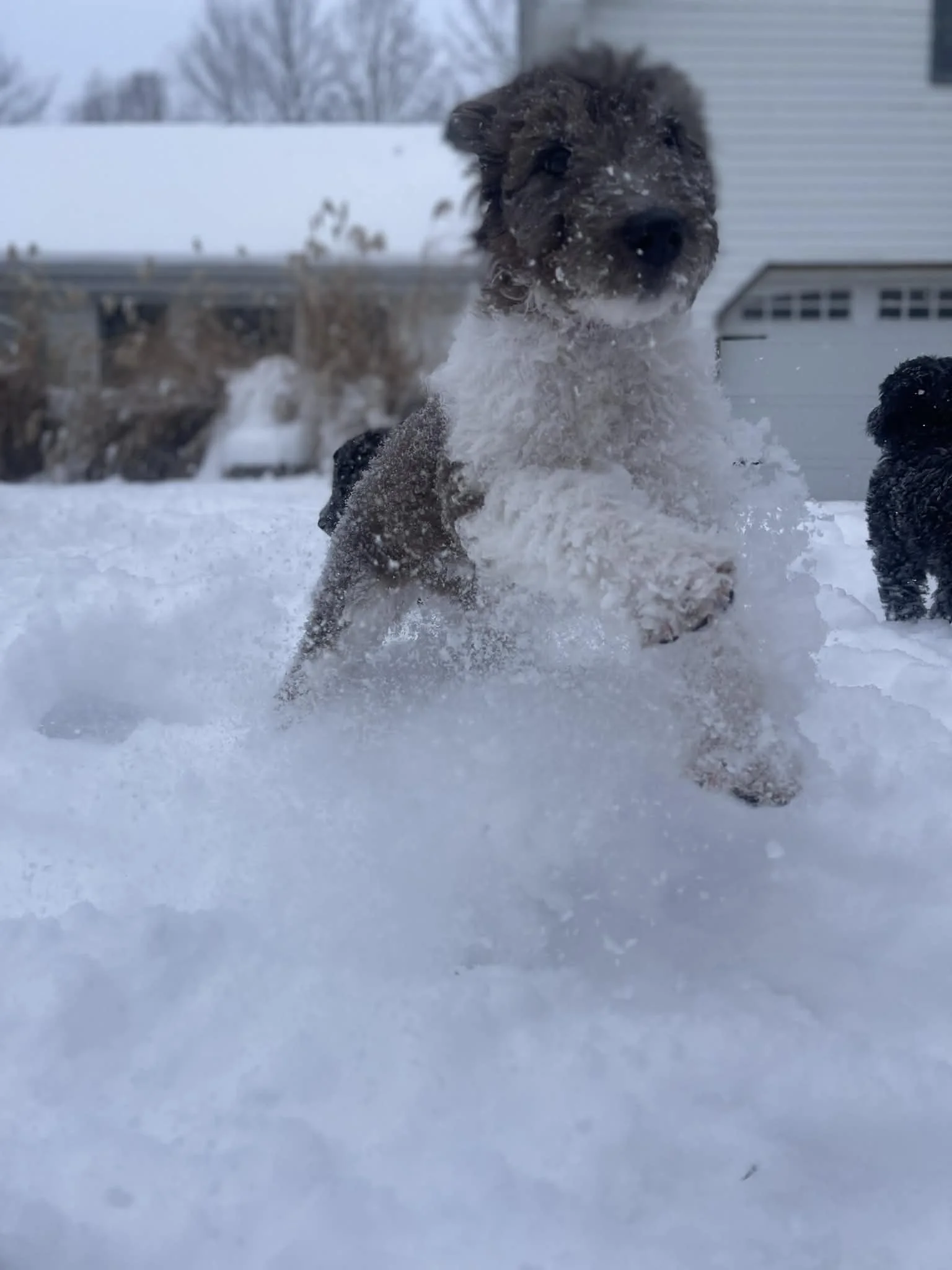 Clarice~Female~SOLD~$1,800