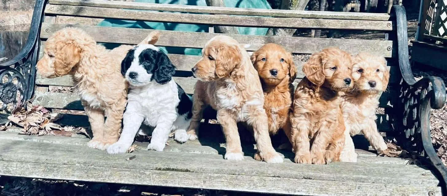Six goldendoodle puppies sitting on a wooden park bench.