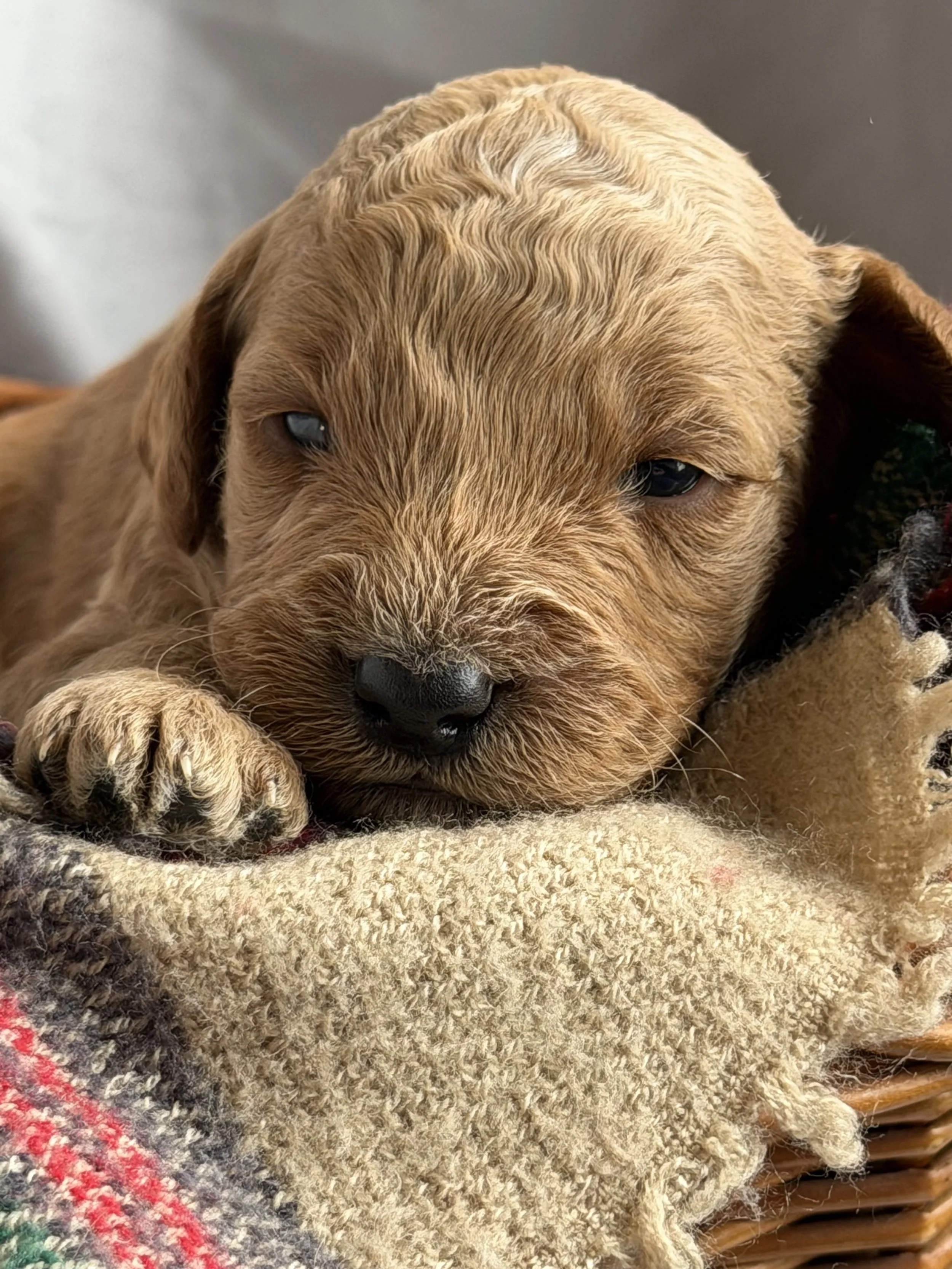 SALSA/MALE/$2,200/Available