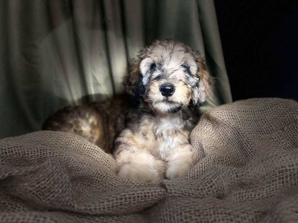 A fluffy puppy with curly fur lying on a textured fabric surface in front of curtains.