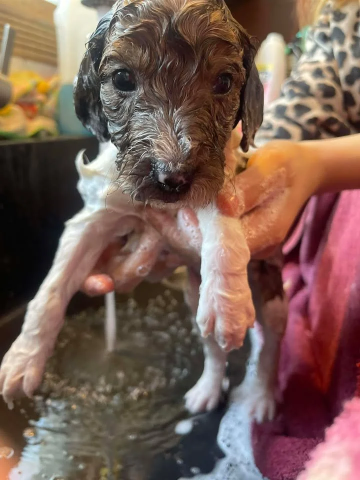 Clarice~Female~SOLD~$1,800