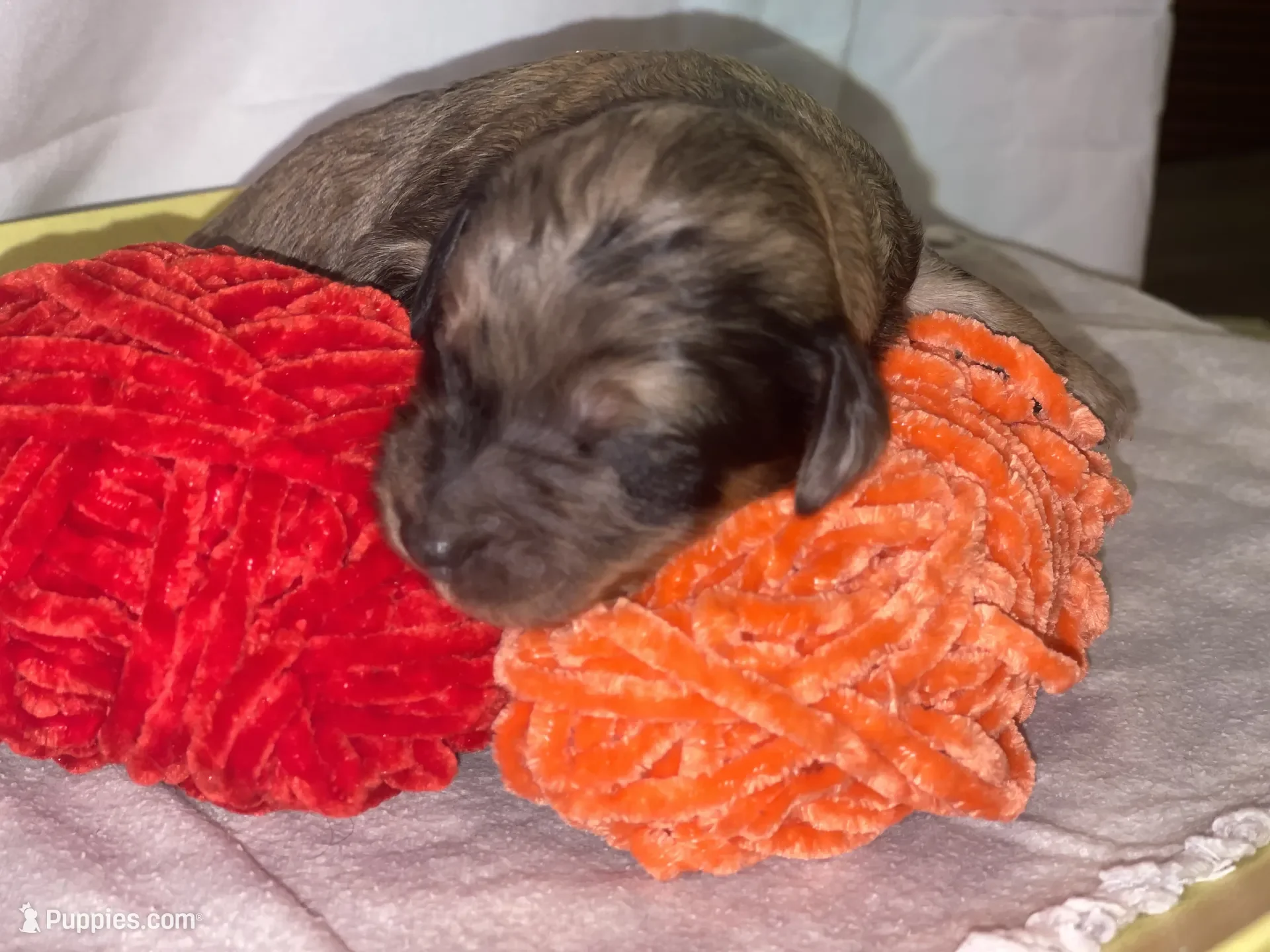 Cowboy~Sable~Available~$1,985