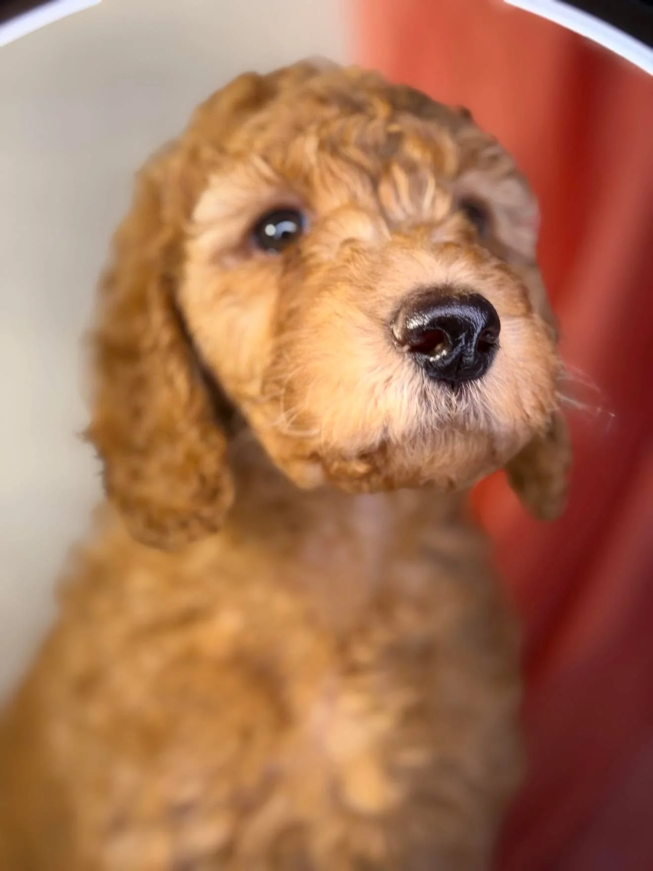 Coco1.jpg