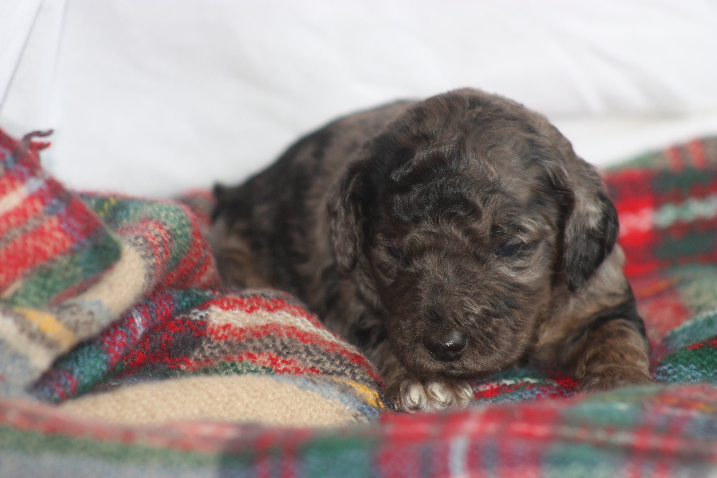 Dasher~Tri-merle~ON HOLD~$2,200