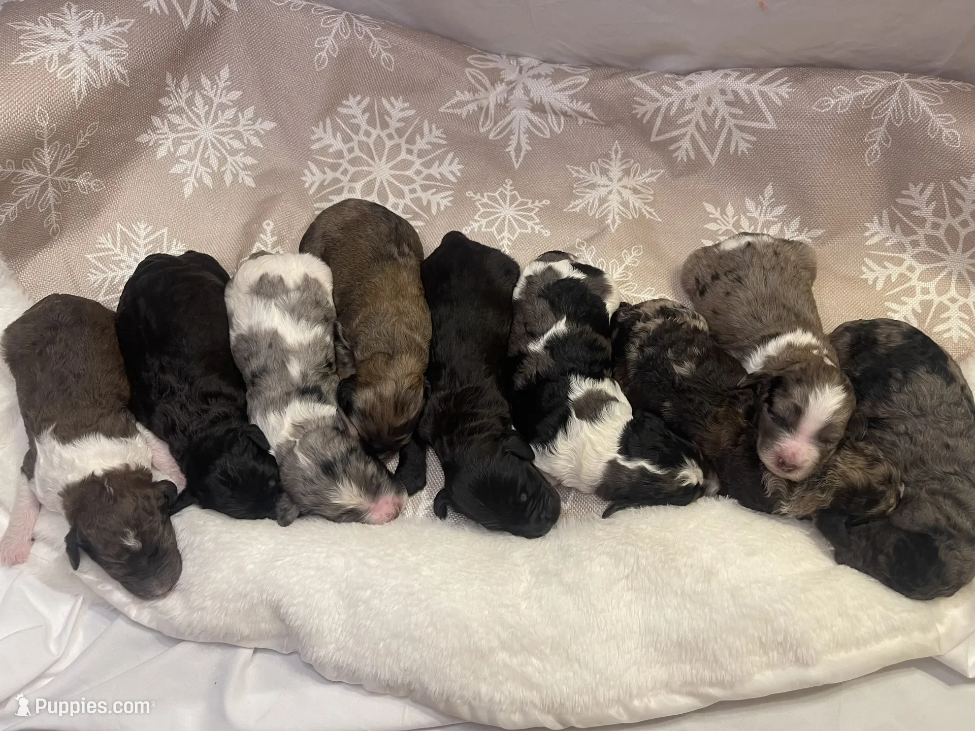 nine newborn puppies lying on a plush bed, various colors including black, brown, white, and merle, resting with eyes closed.