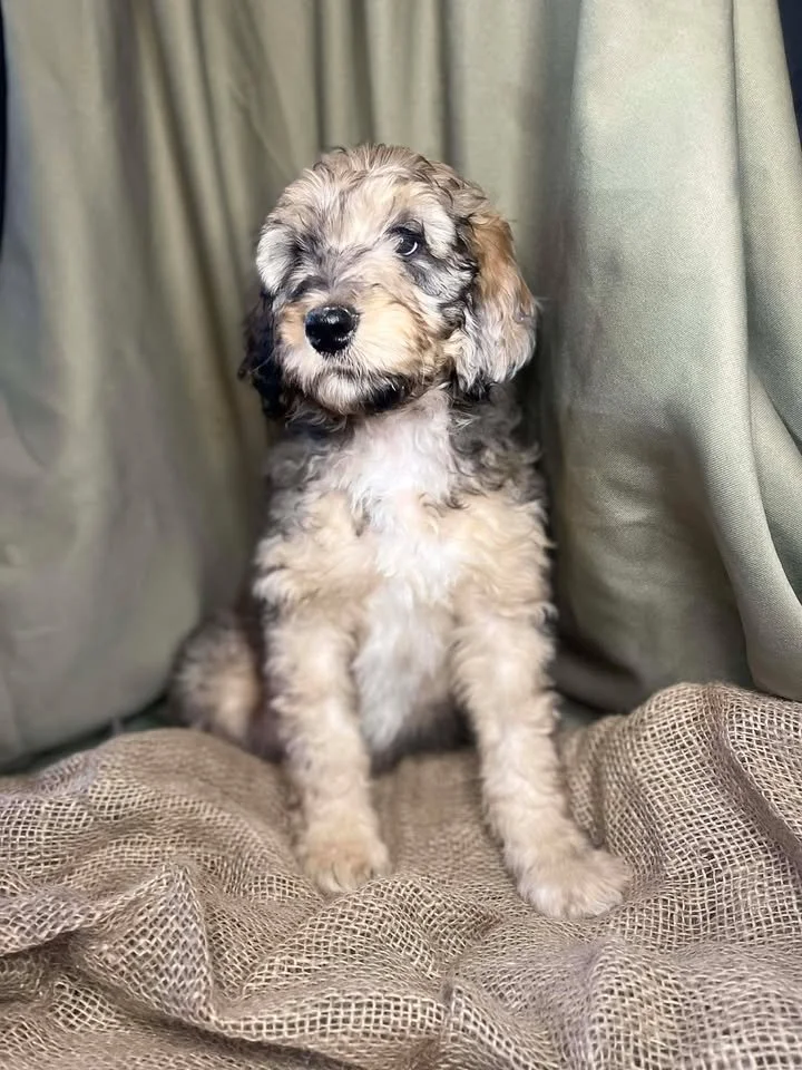 Cowboy~Sable~Sold~$1,985