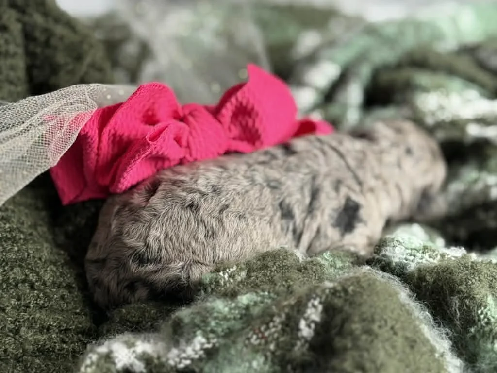 ZING/FEMALE/$2,400/Available