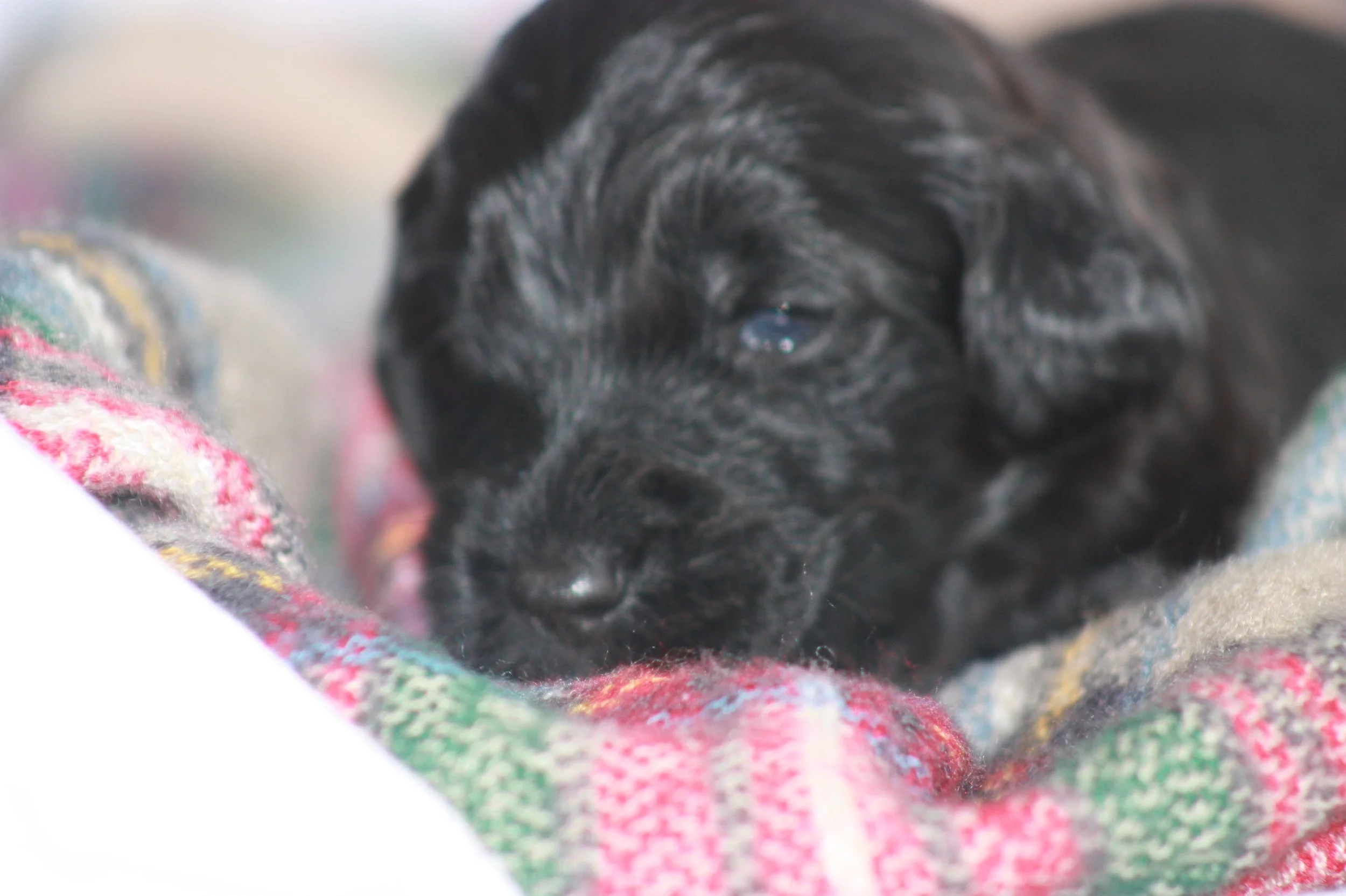 Humble~Male~Reserved~$1,800