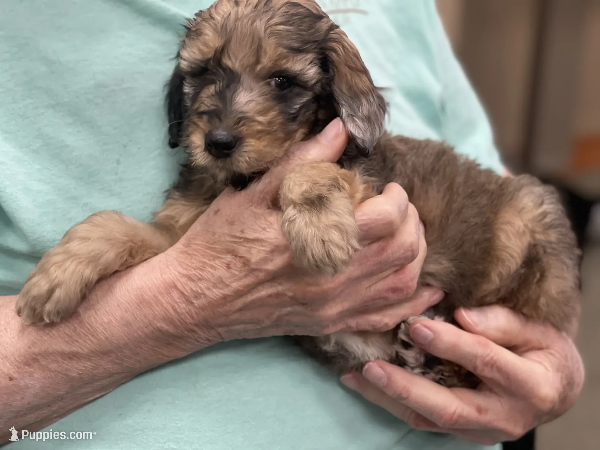 Cowboy~Sable~Sold~$1,985