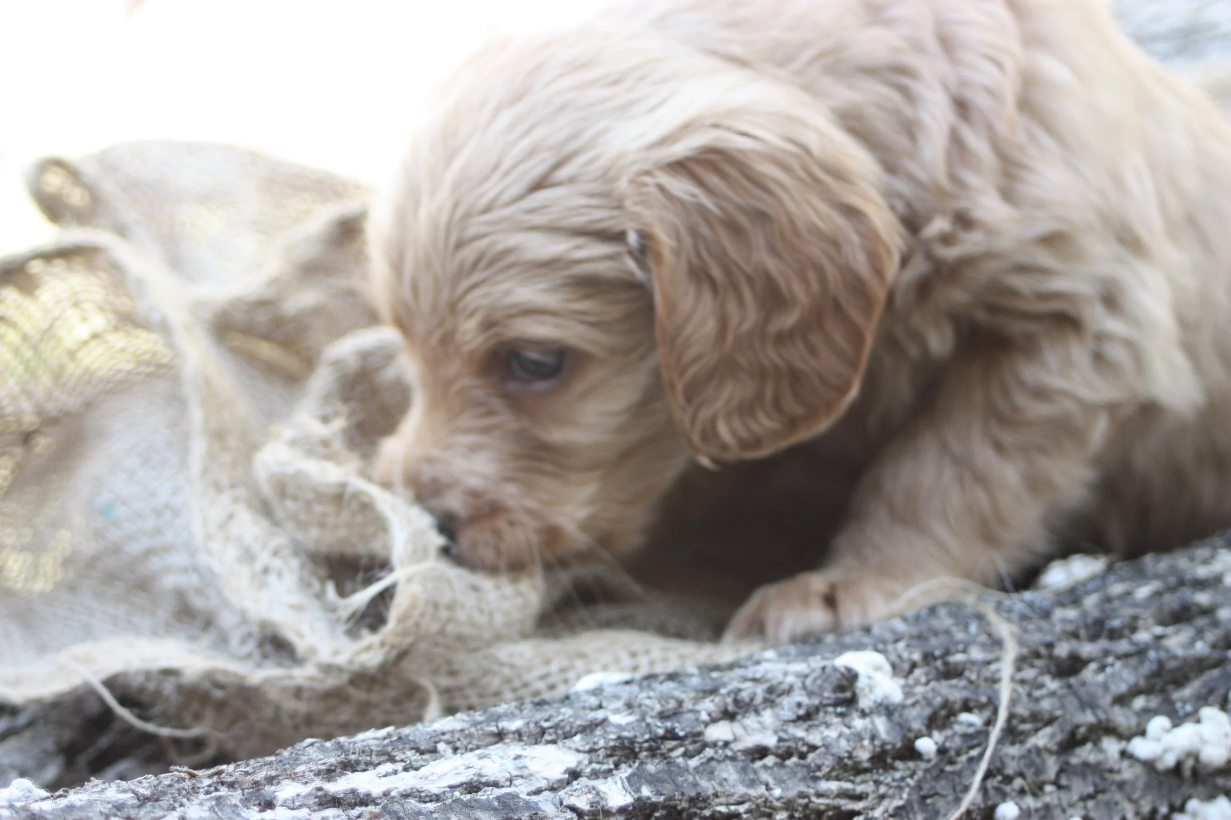 TANGO/MALE/$2,200/RESERVED