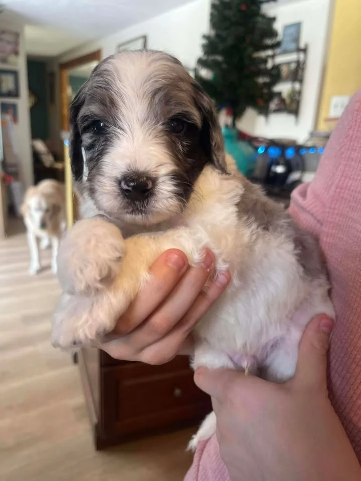 Hermey~Male~Reserved~$1,600
