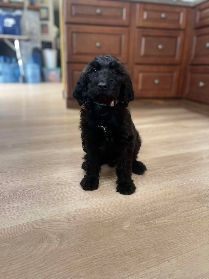 A black puppy sitting on a wooden floor in a kitchen, with wooden cabinets in the background.