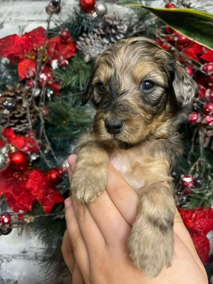 Cowboy~Sable~Sold~$1,985