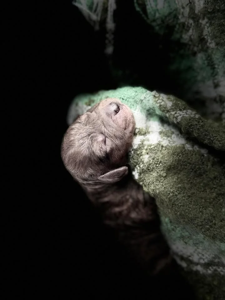 MACK/MALE/$2,400/RESERVED