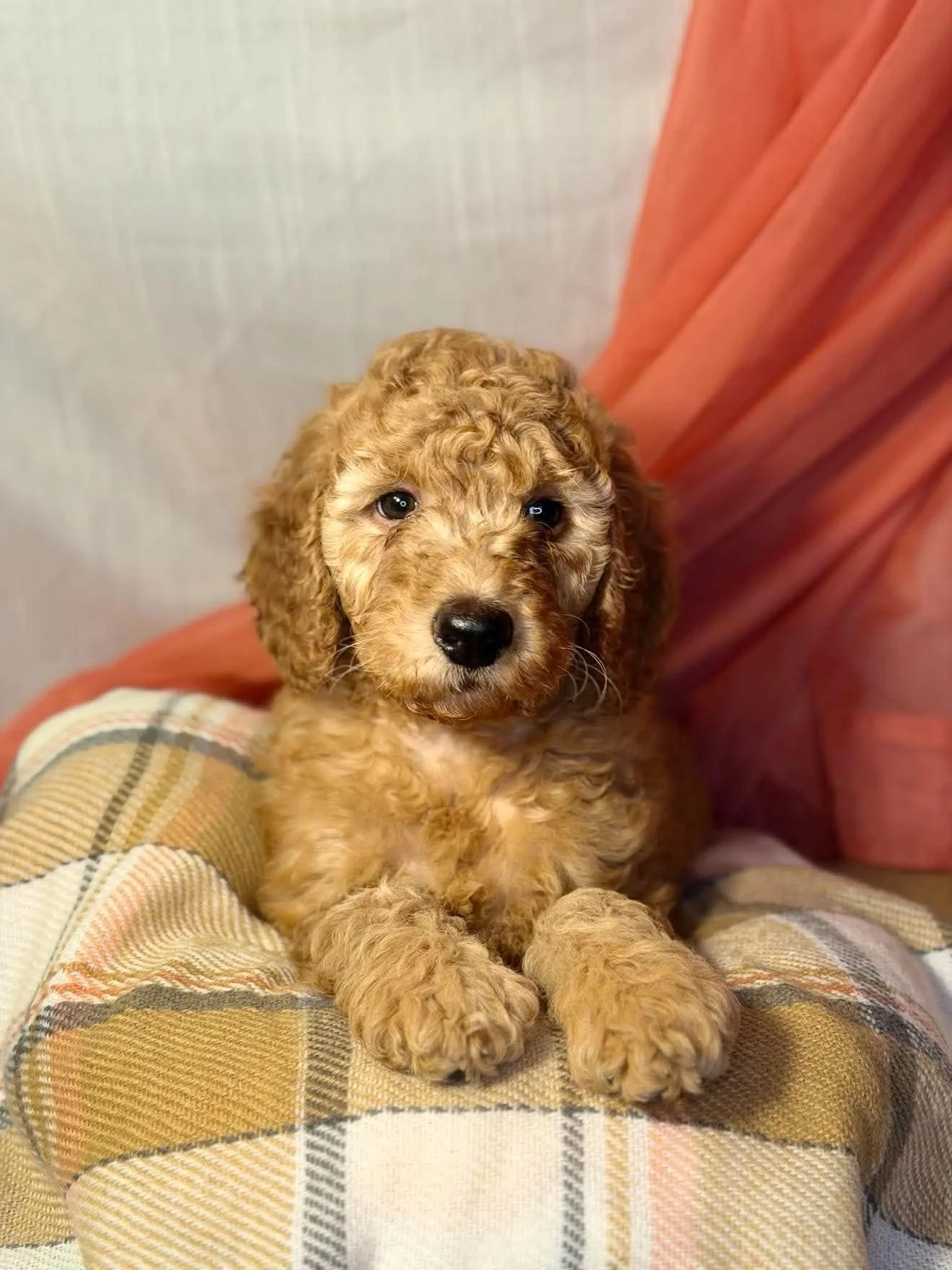 'Coco' Coconut- Availablde Female