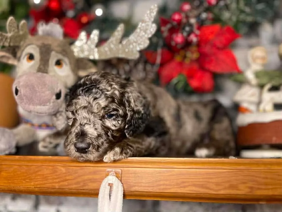 Dasher~Tri-merle~ON HOLD~$2,200