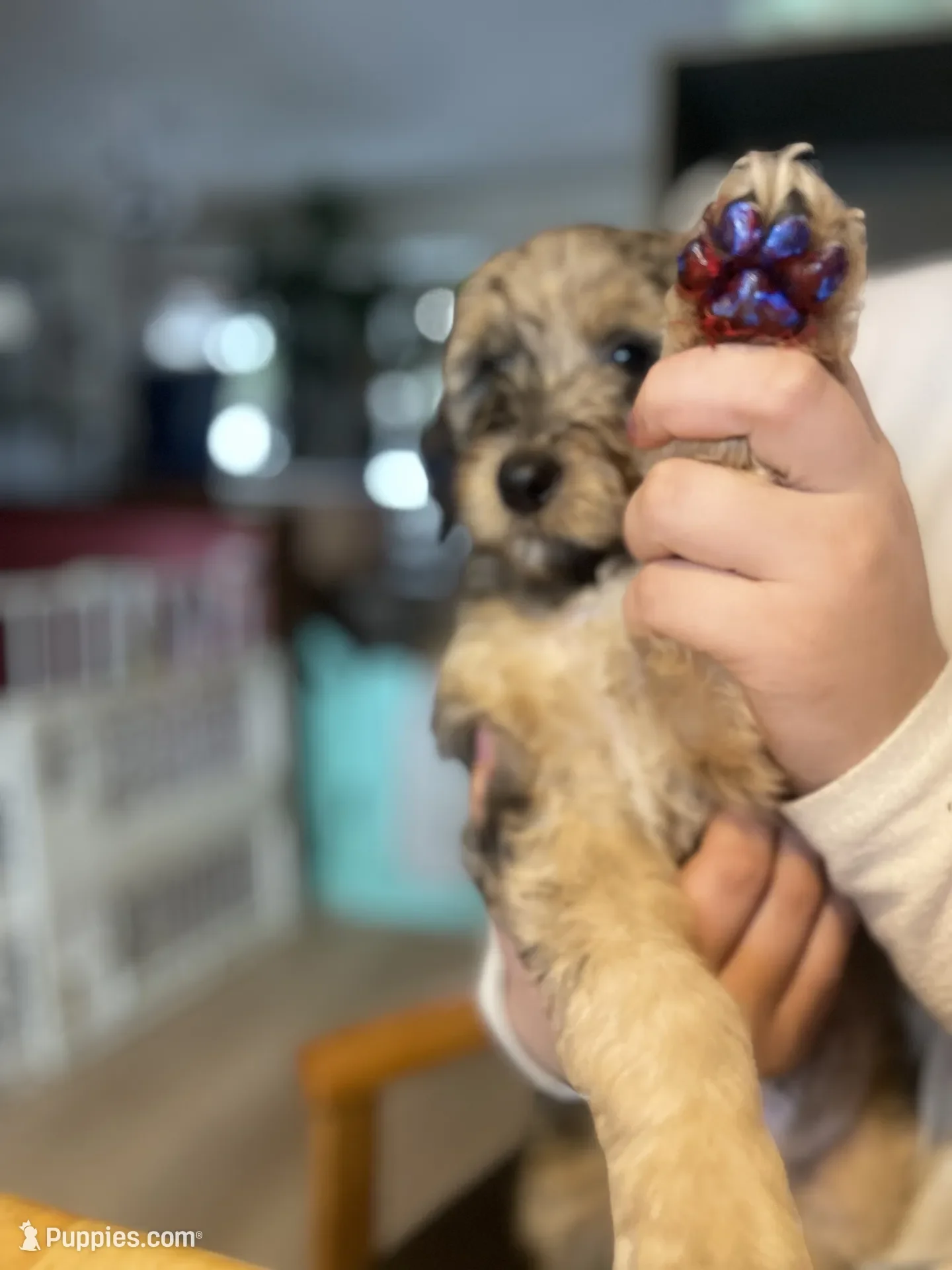 Cowboy~Sable~Sold~$1,985