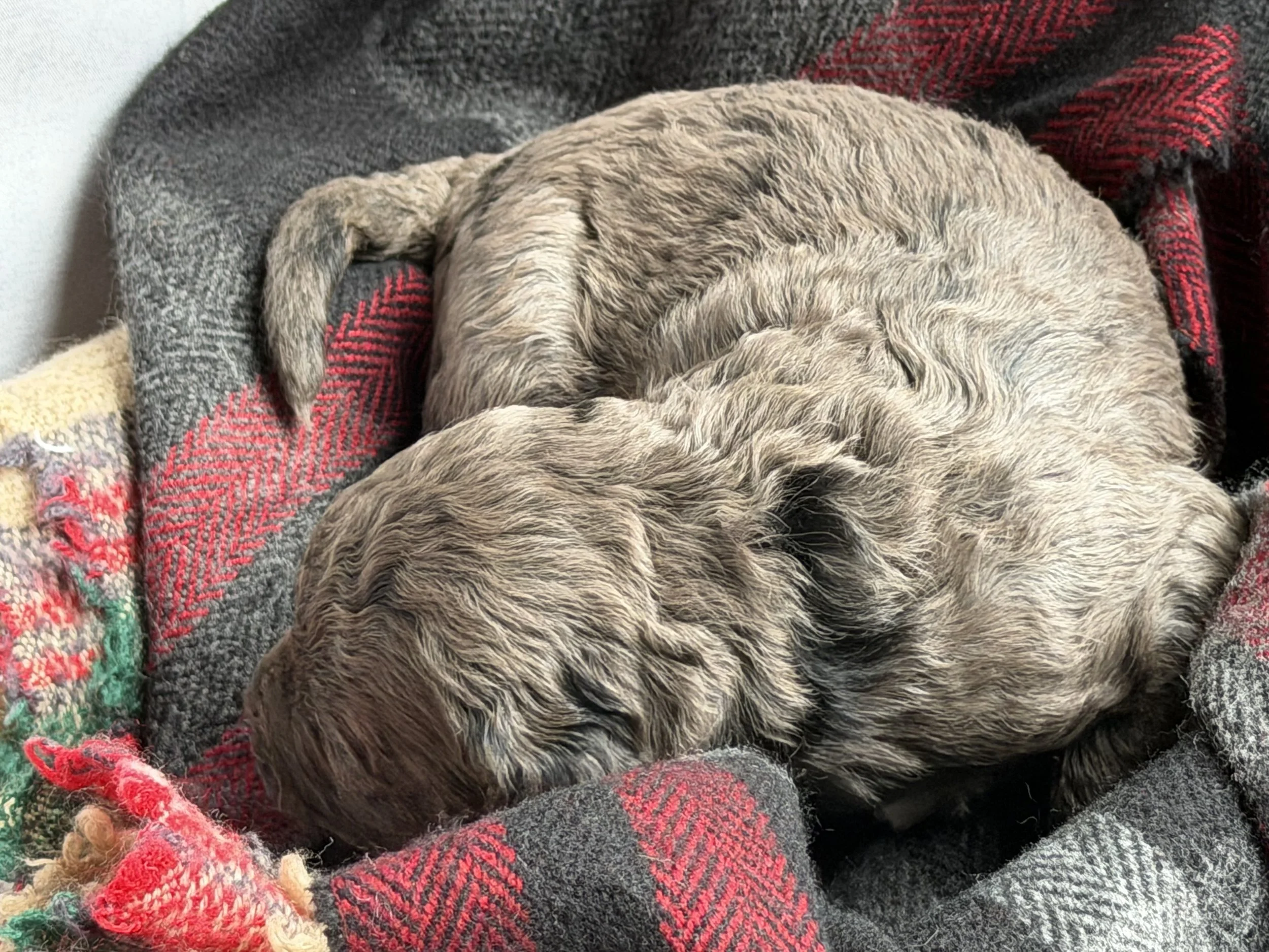 MACK/MALE/$2,400/RESERVED