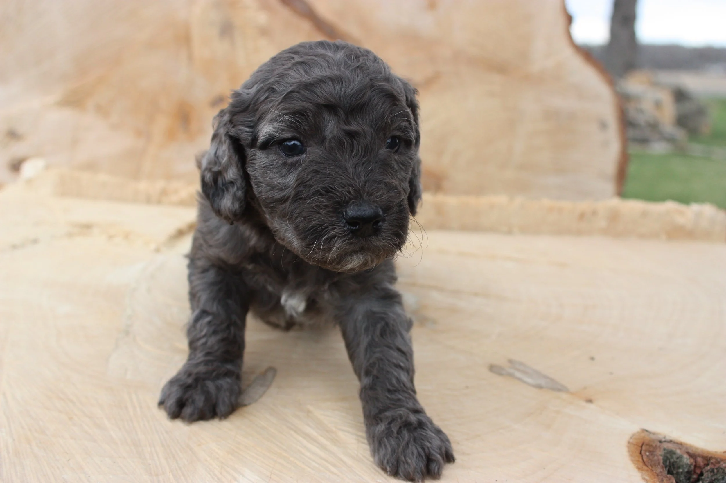 MACK/MALE/$2,400/RESERVED