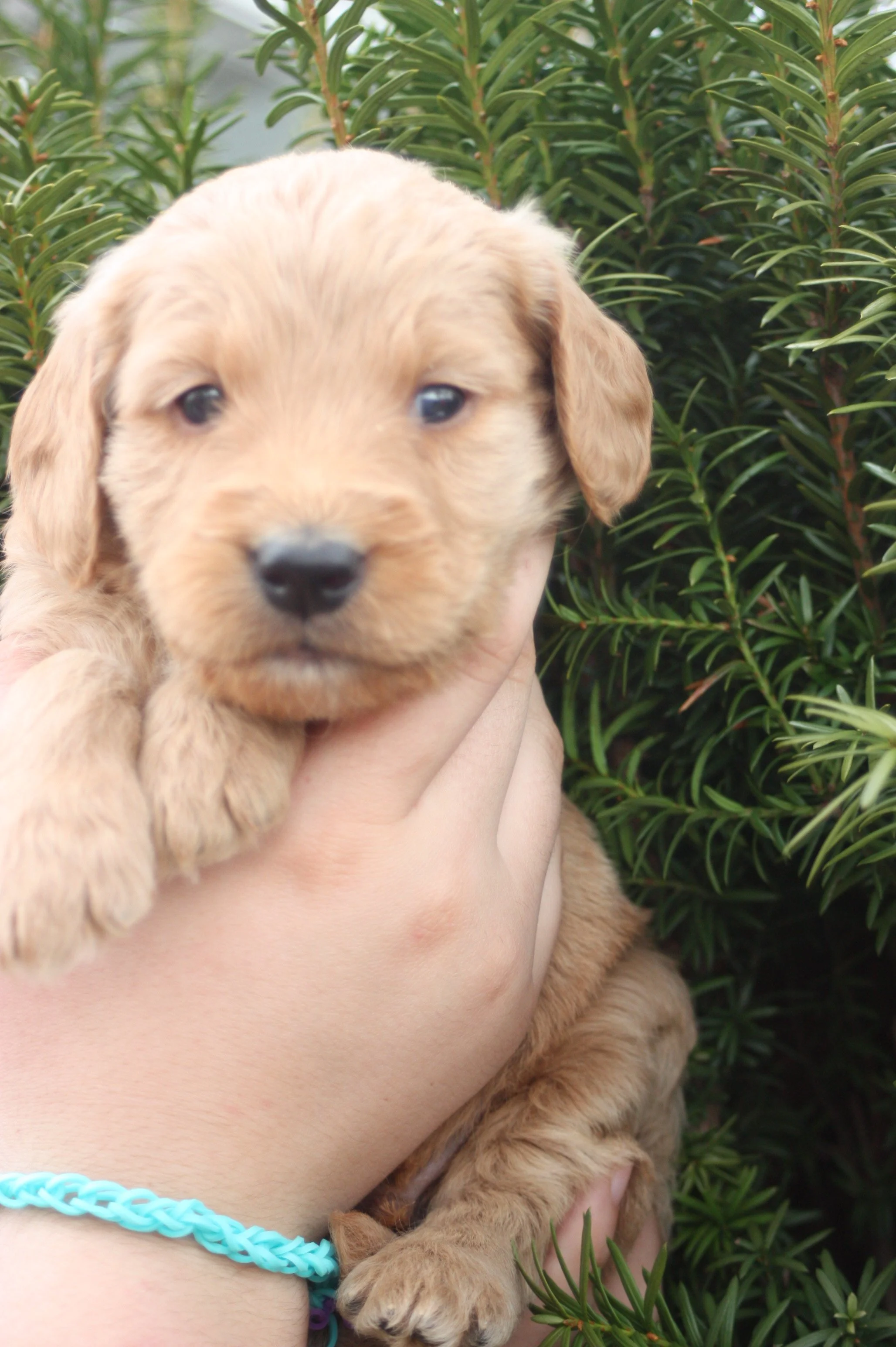 TANGO/MALE/$2,200/RESERVED