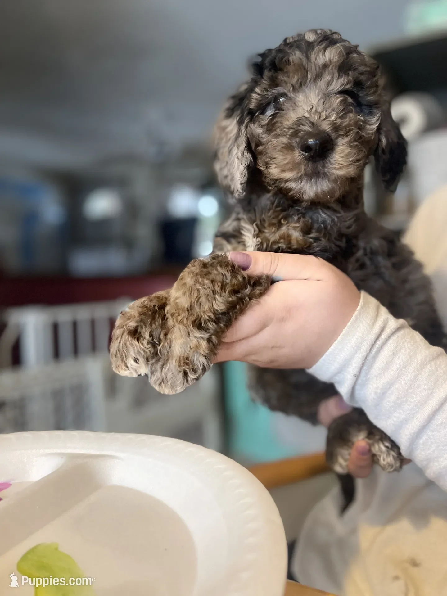 Dasher~Tri-merle~ON HOLD~$2,200