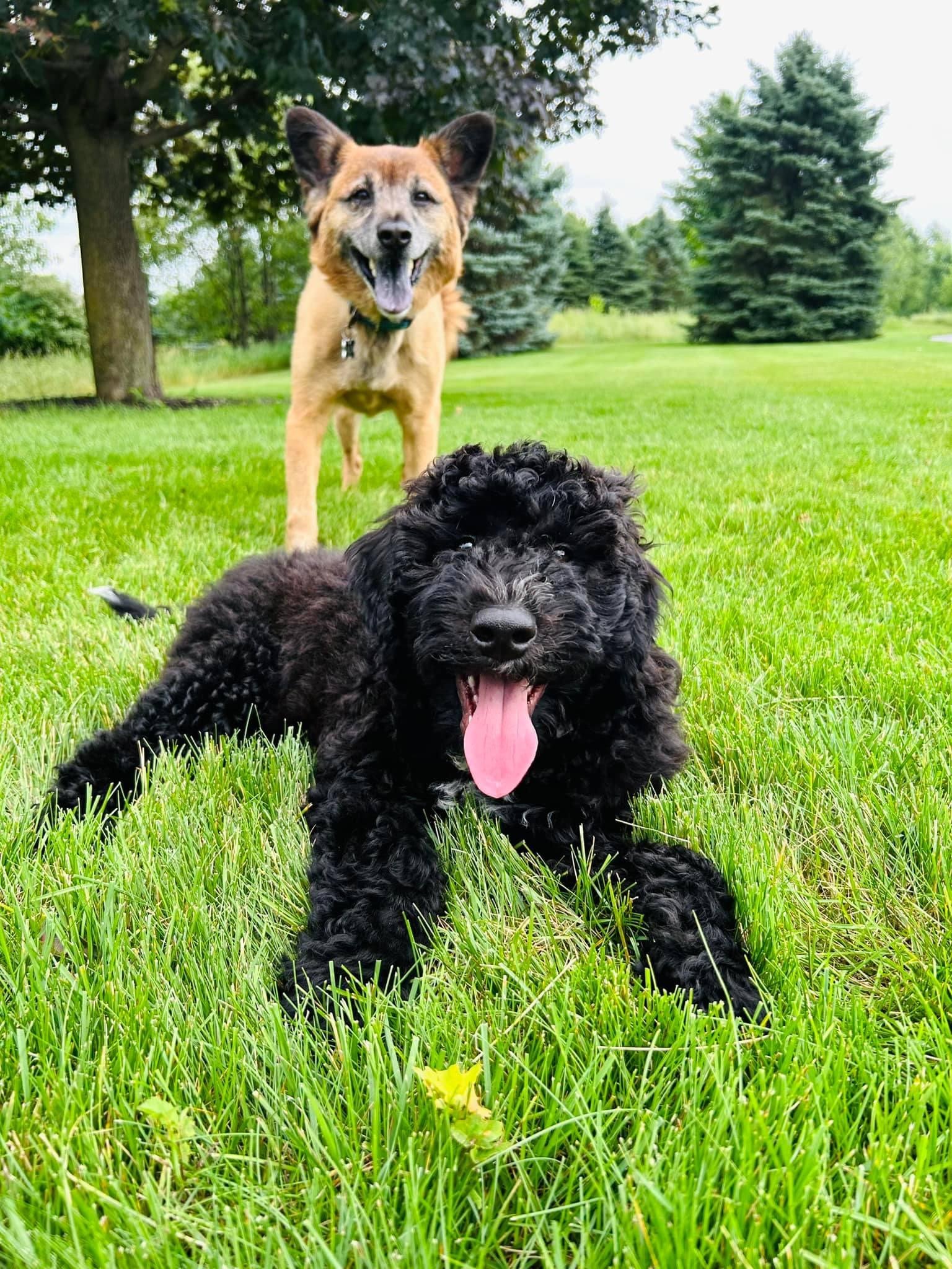 Two dogs, a black poodle puppy lying on green grass with tongue out and a tan and black German Shepherd dog standing in the background on a grassy field with trees.