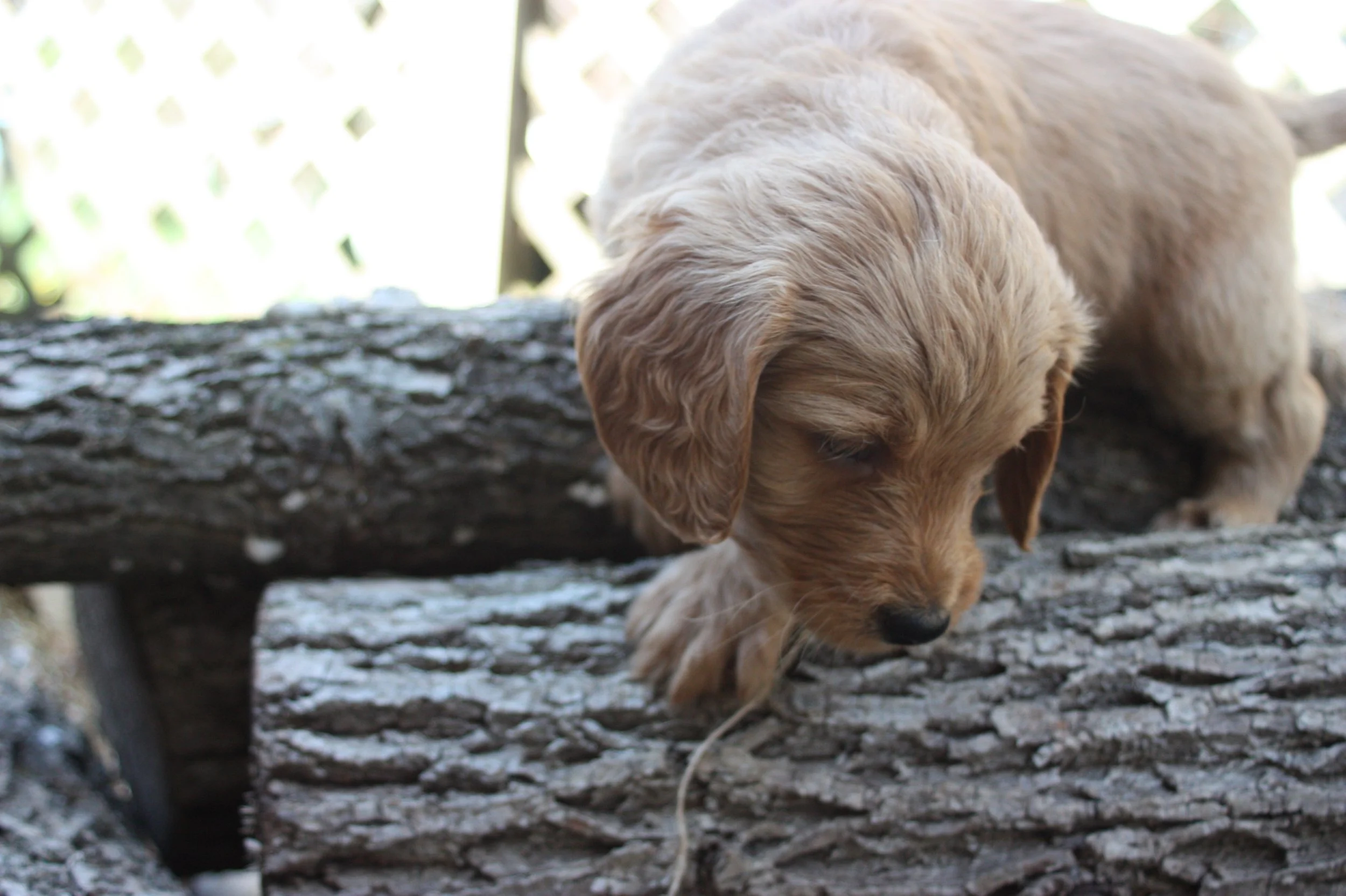 TANGO/MALE/$2,200/RESERVED