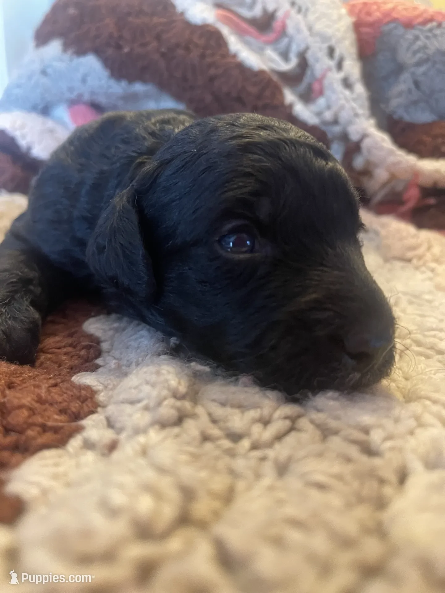 Brut~Male~Available~$1,800