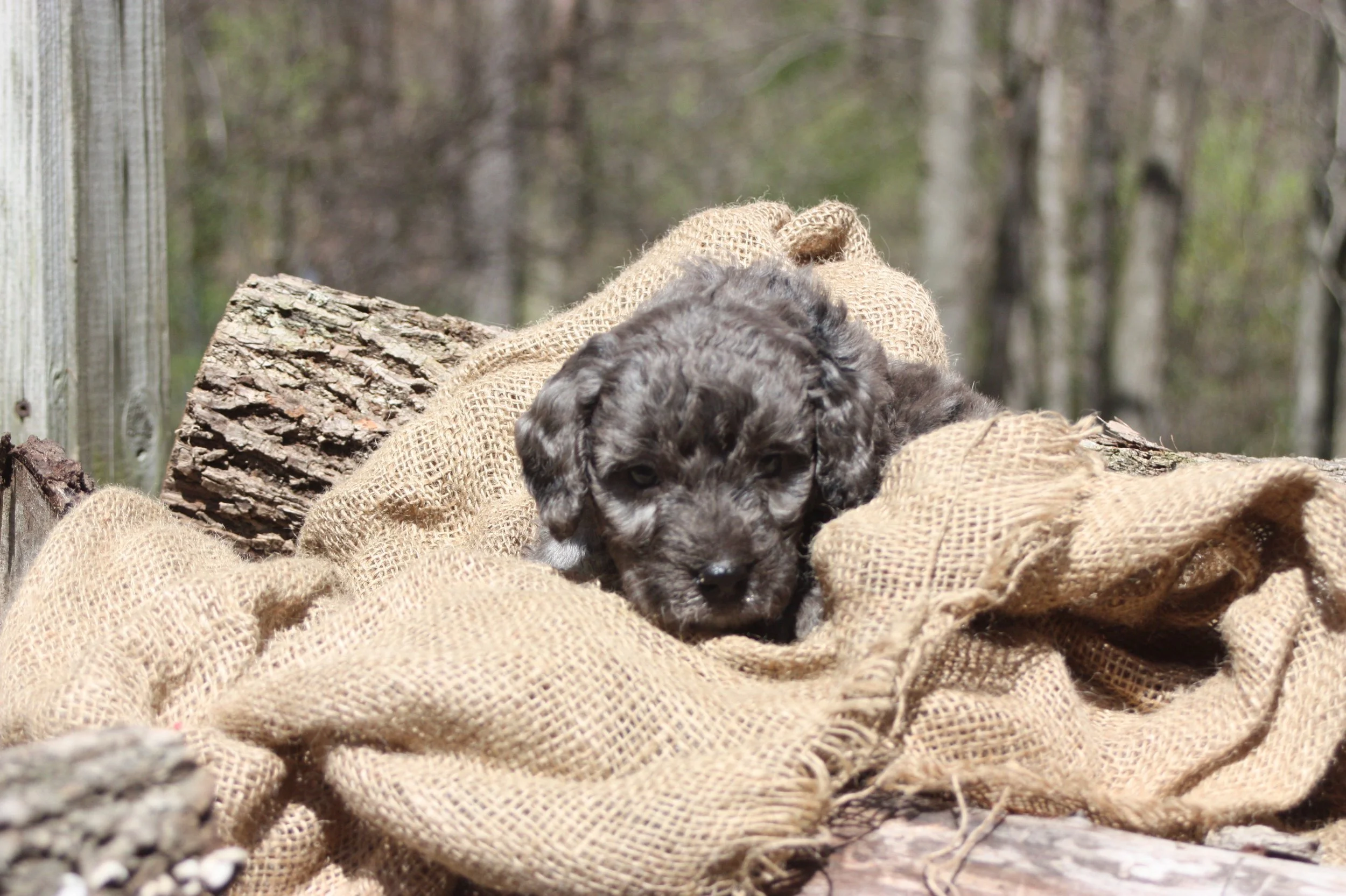 MACK/MALE/$2,400/RESERVED