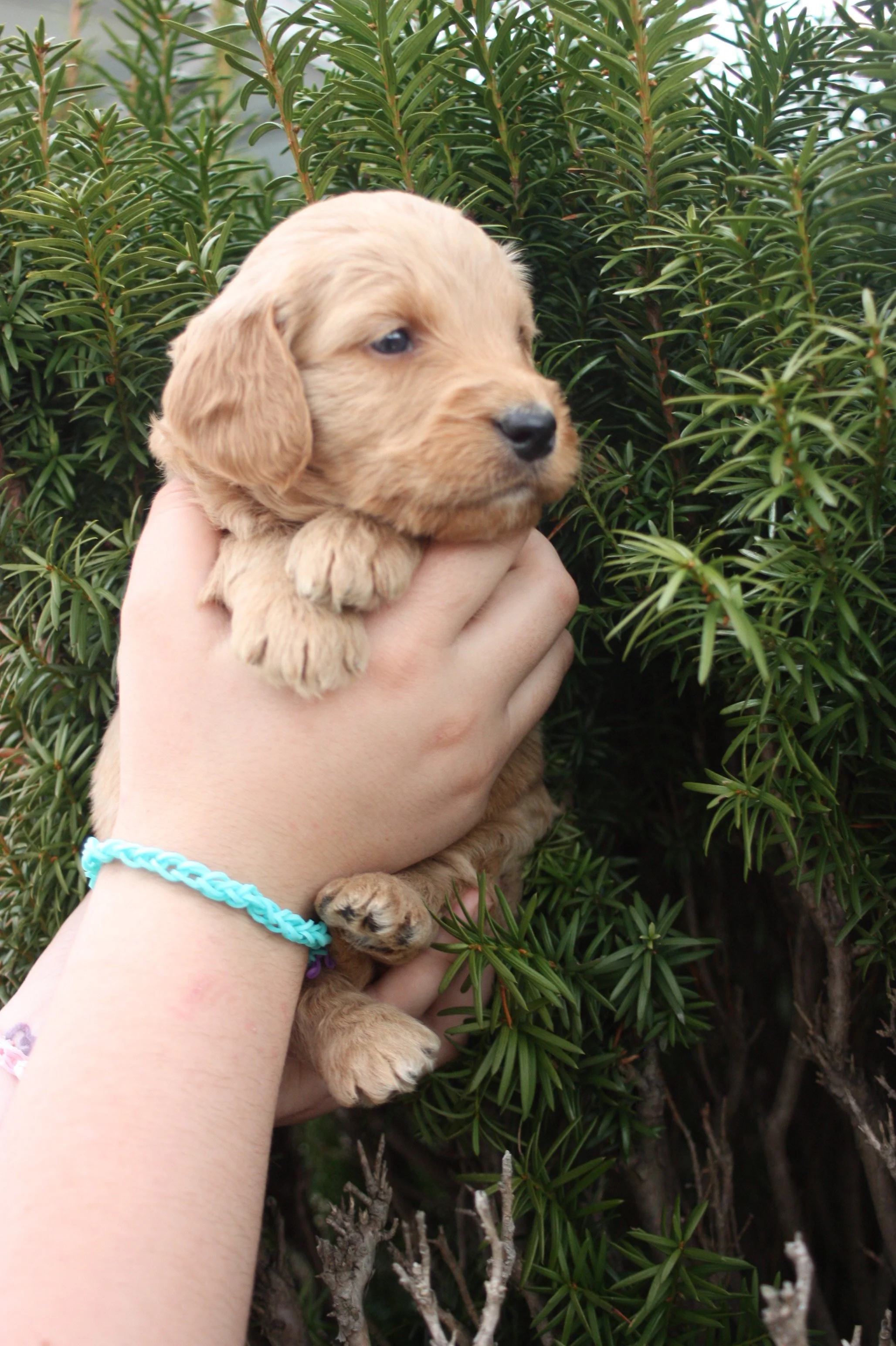 TANGO/MALE/$2,200/RESERVED