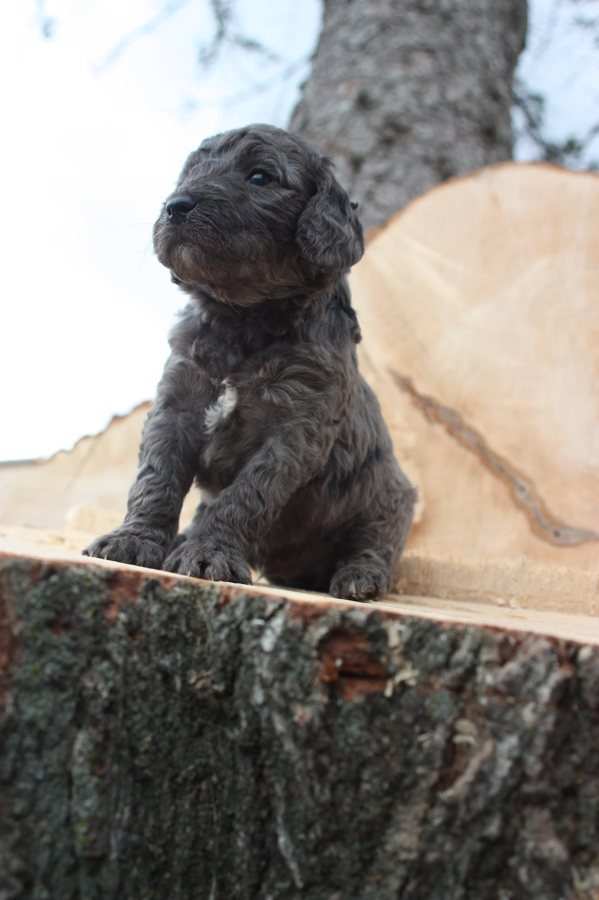 MACK/MALE/$2,400/RESERVED