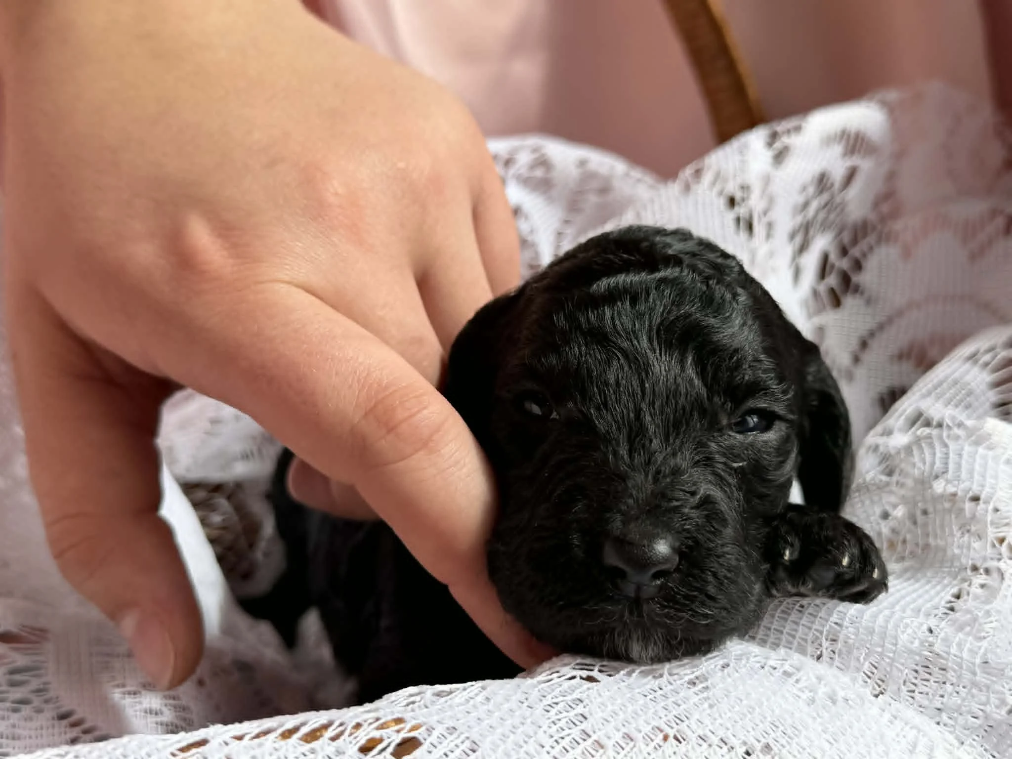 JAZZ/FEMALE/$1,800/Available