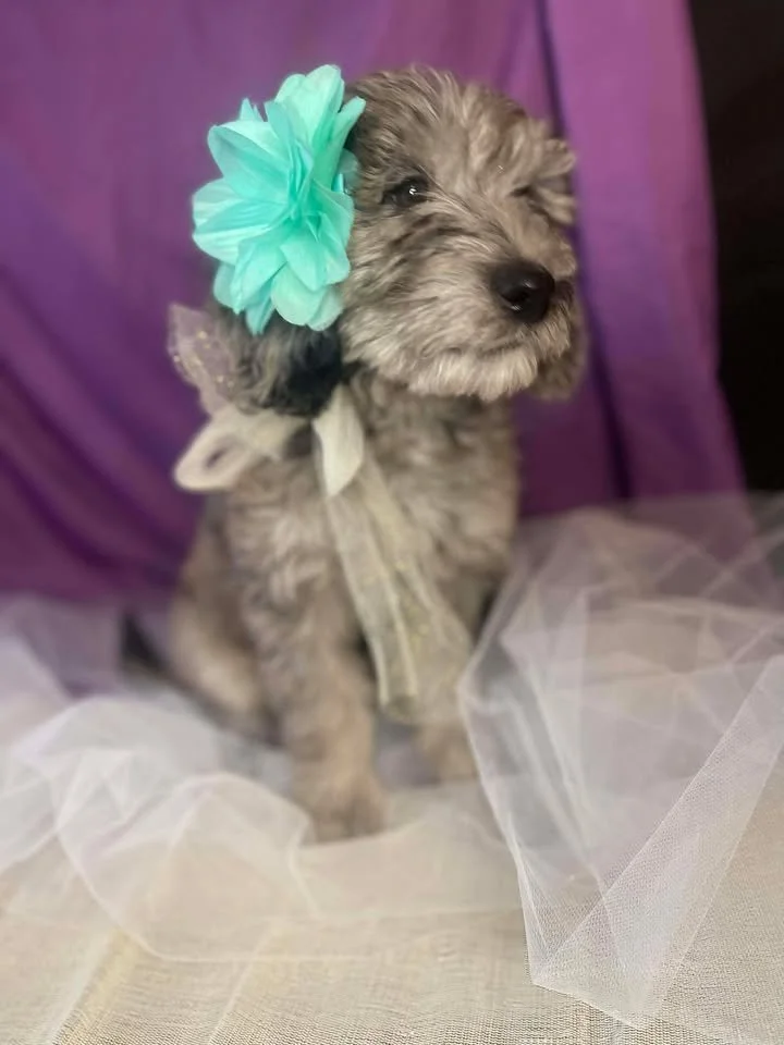 A cute grey puppy with a teal flower headband, sitting on a white tulle fabric, with a purple cloth in the background.