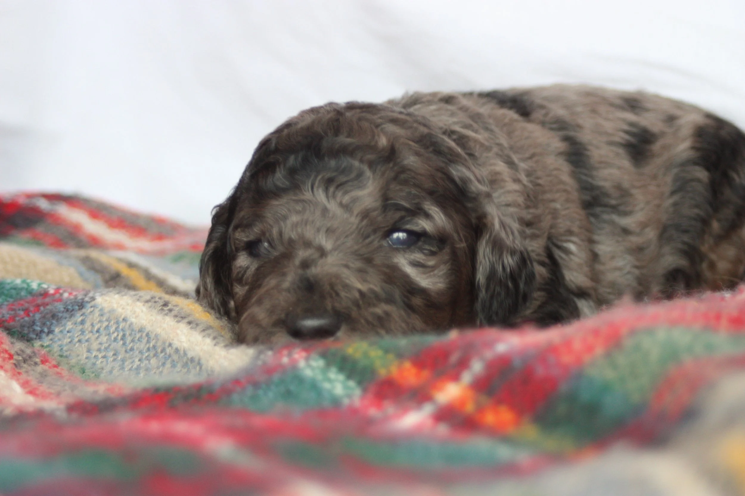 Dasher~Tri-merle~ON HOLD~$2,200