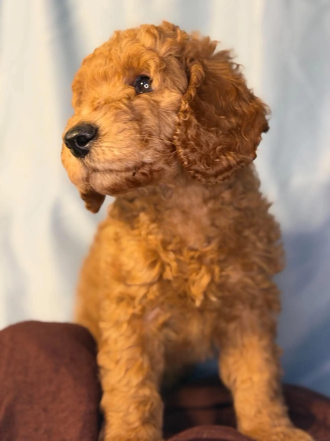 Nugget- Available Male