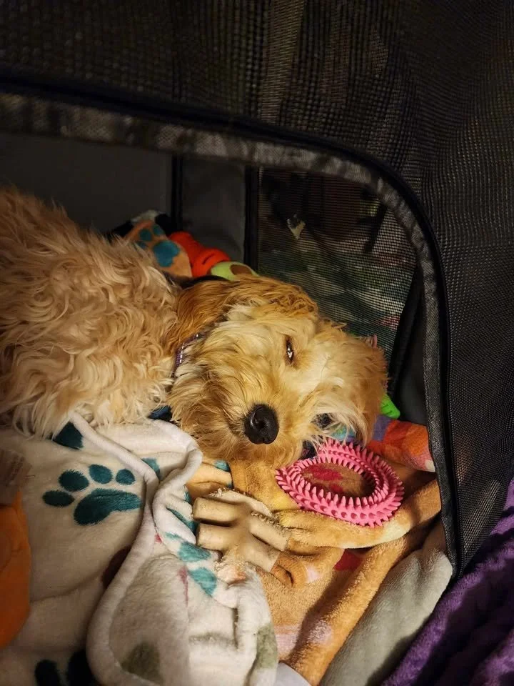 A cute golden doodle puppy lying on a blanket inside a dog crate, looking at the camera with one eye closed, surrounded by toys in a cozy space.