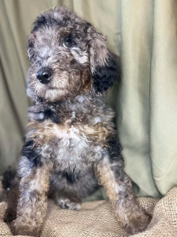 Dasher~Tri-merle~ON HOLD~$2,200