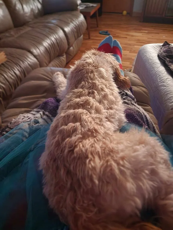 A fluffy beige dog lying on a person's lap on a brown leather couch in a living room with hardwood floors.