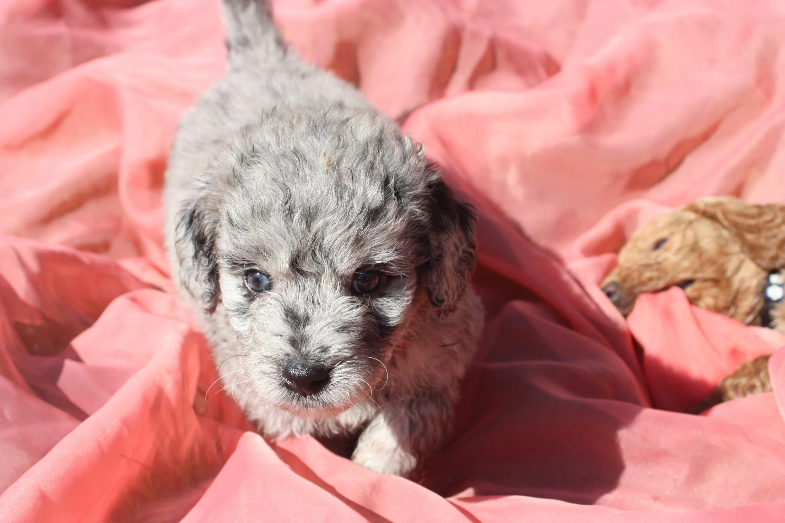 ZING/FEMALE/$2,400/Available