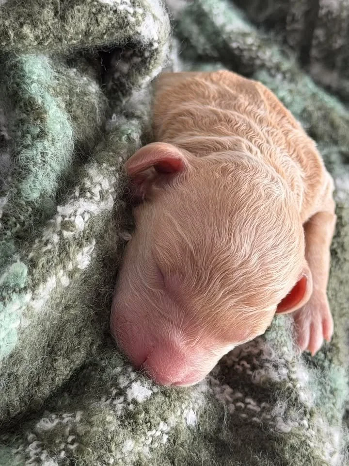 WALTZ/MALE/$2,200/Available