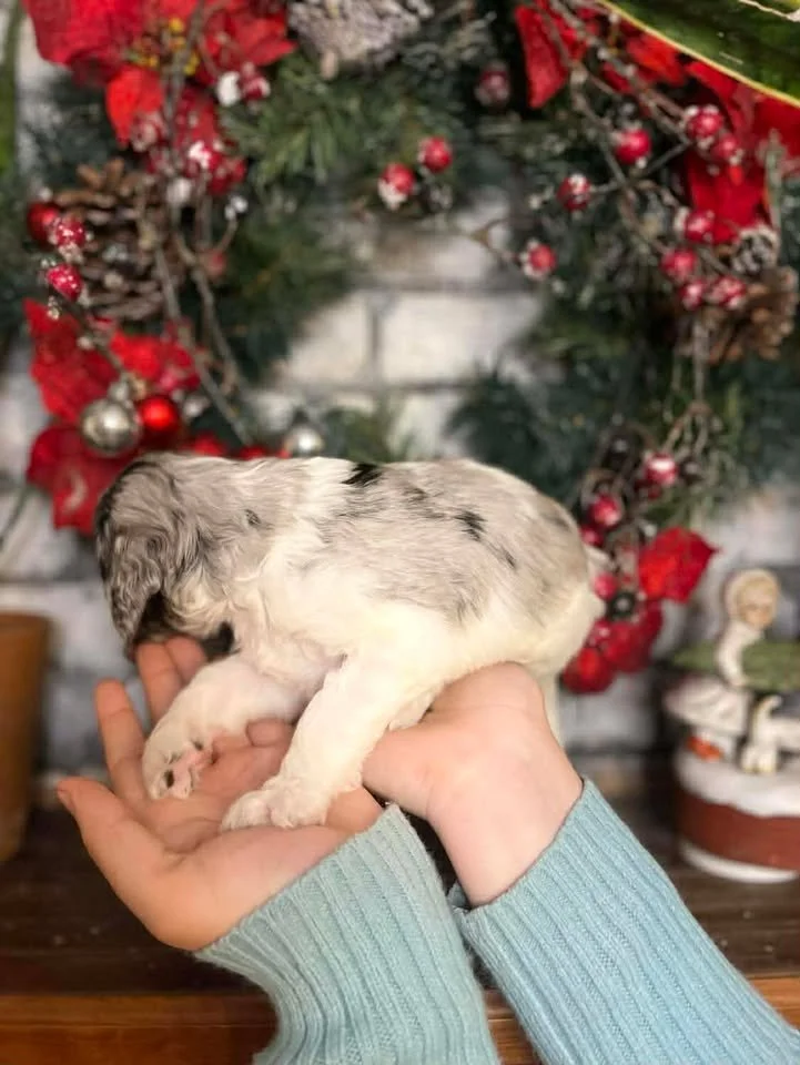 Hermey~Male~Reserved~$1,600
