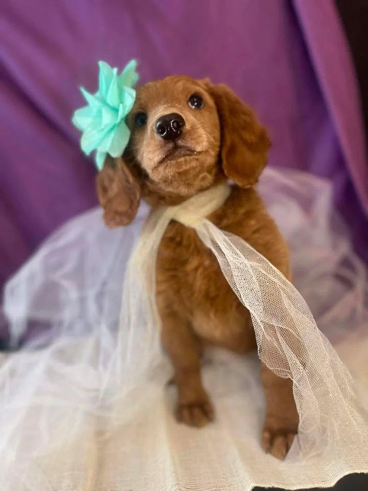 A cute puppy with brown curly fur wearing a large light green bow on its head and a sheer white tulle ribbon around its neck, seated on a soft surface with a pink backdrop.