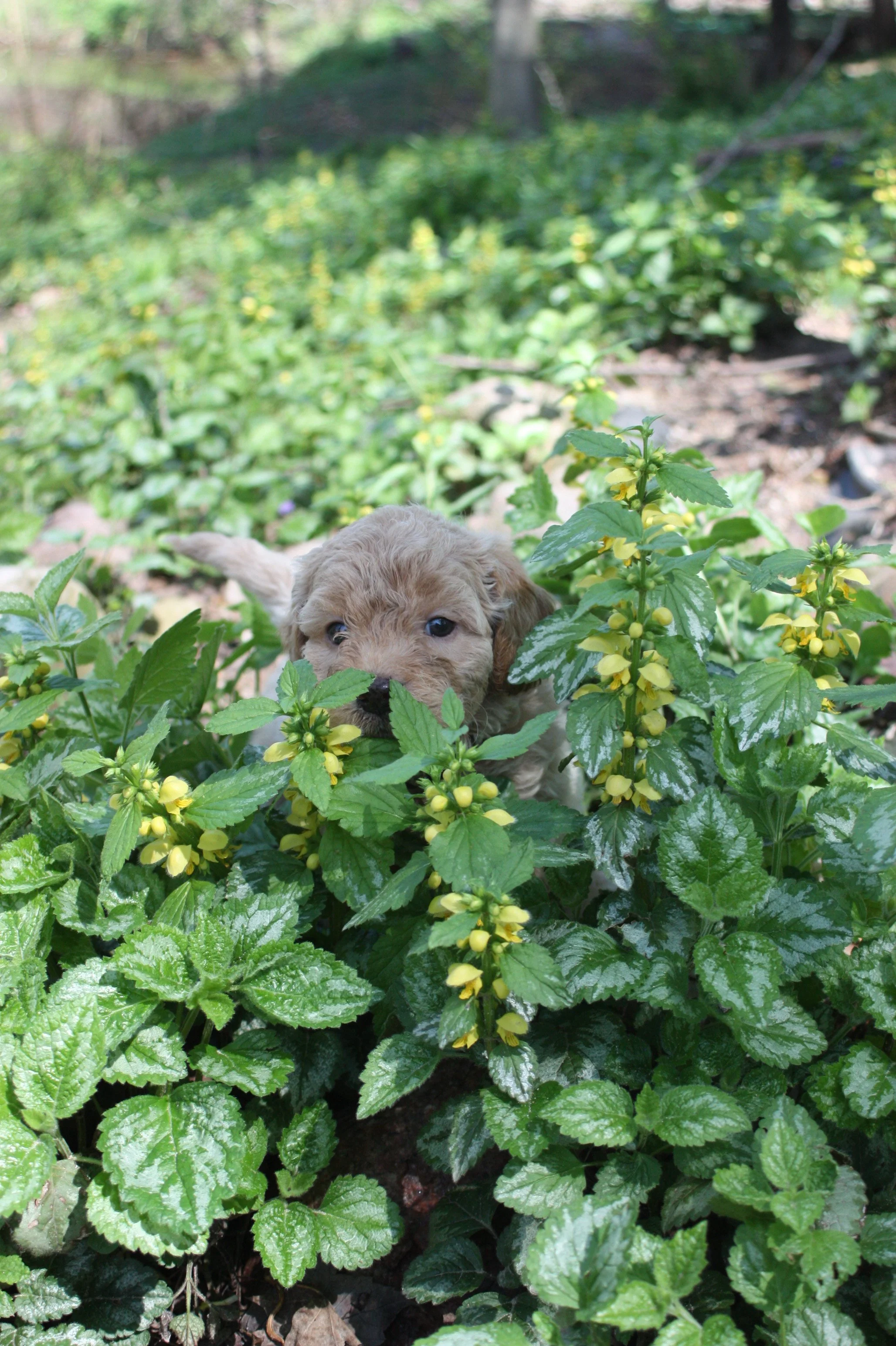 MYSTIC/FEMALE/$2,600