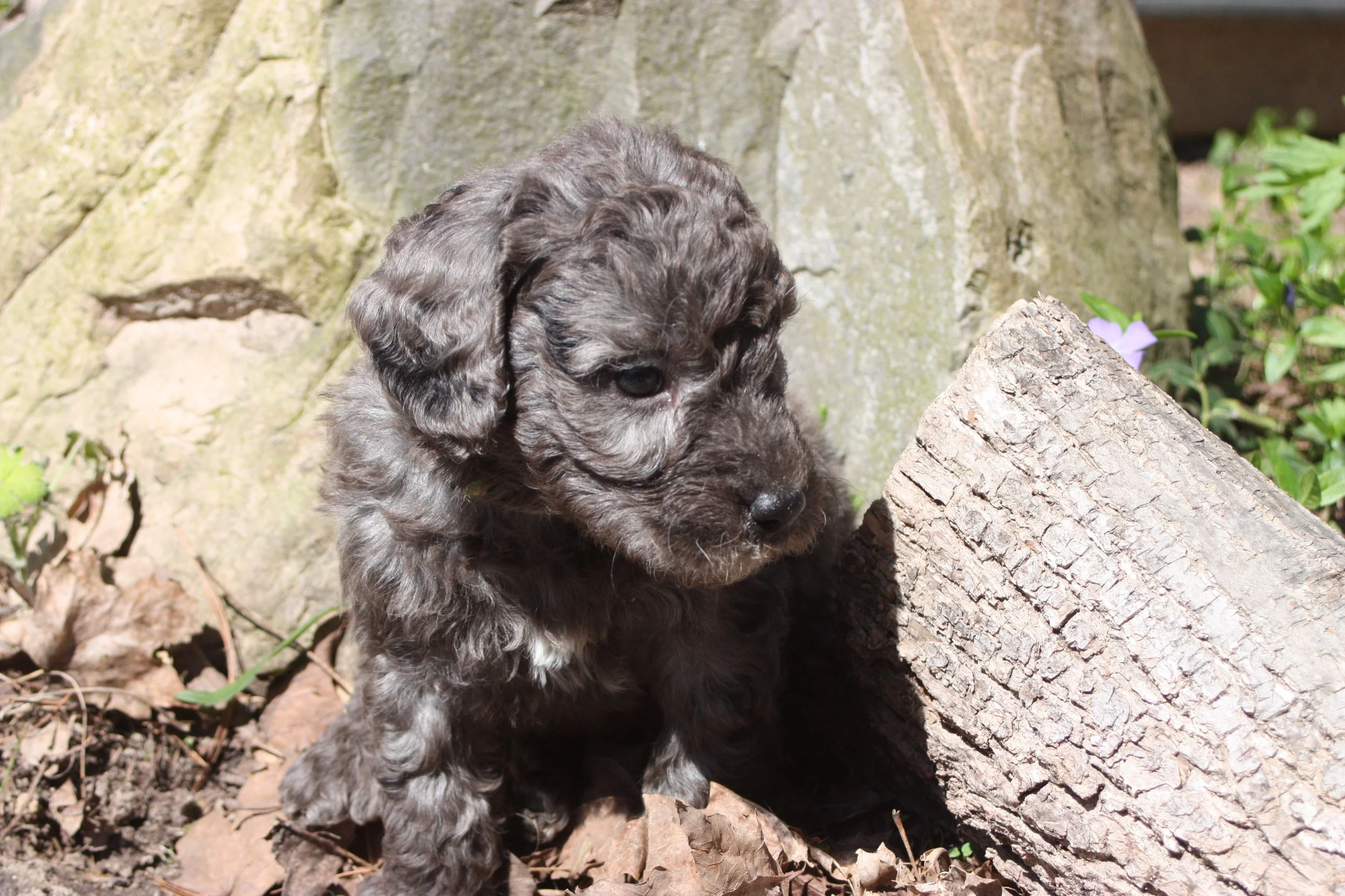 MACK/MALE/$2,400/RESERVED