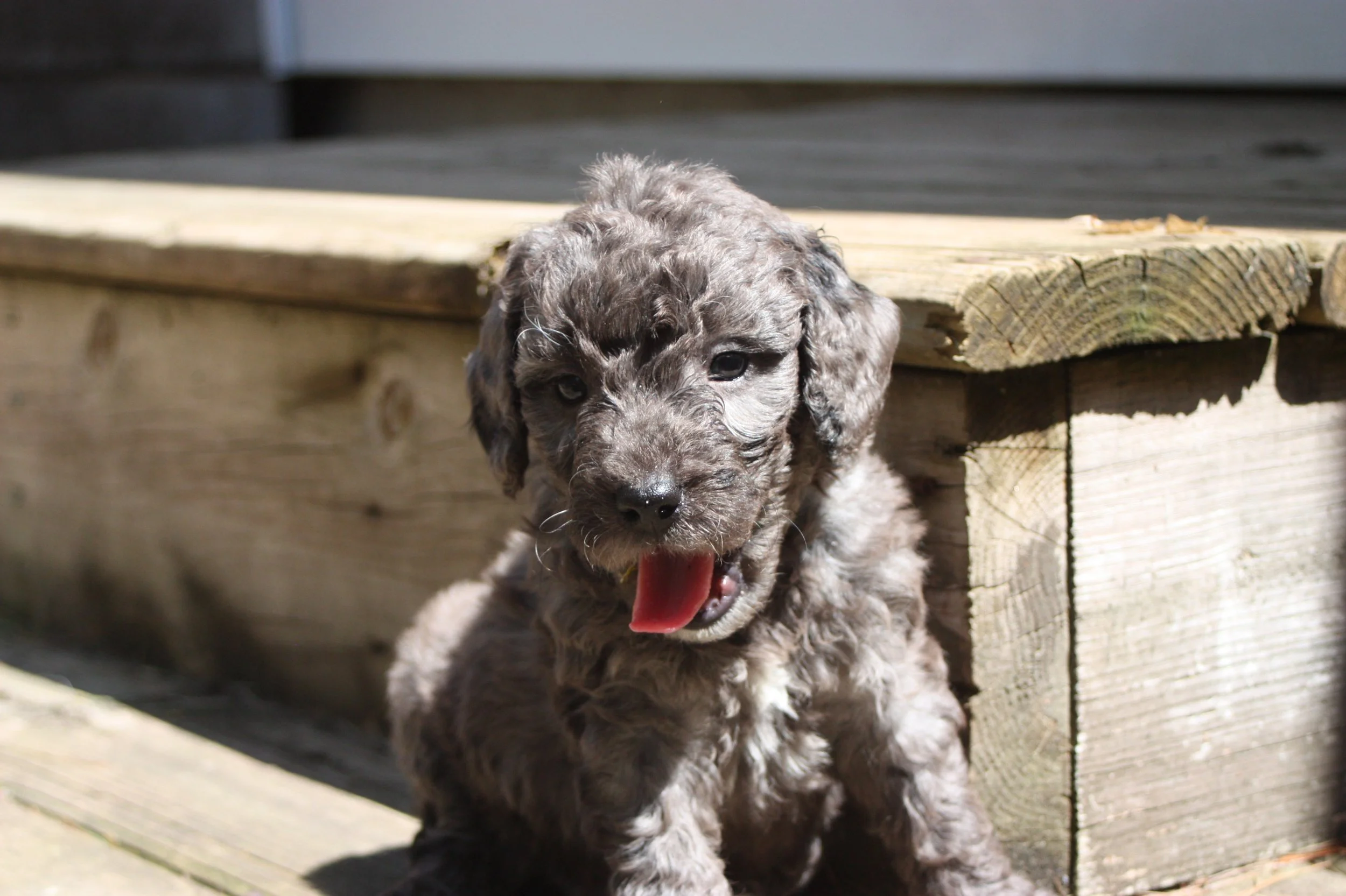 MACK/MALE/$2,400/RESERVED