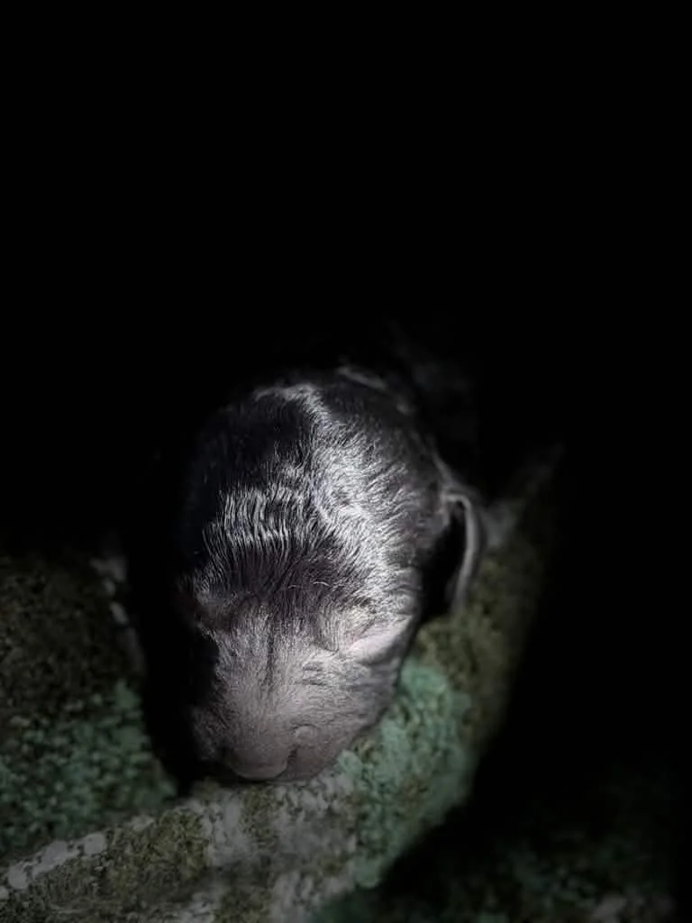 JAZZ/FEMALE/$1,800/Available