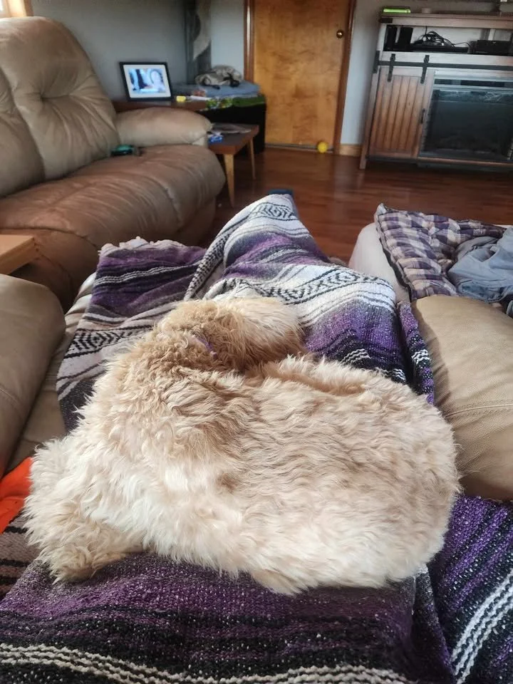 A cozy living room scene with a person lying on a couch covered in a purple, black, and white patterned blanket, with a golden curly-haired dog curled up on their lap. In the background, there is a TV, a small side table, a fireplace, and some miscellaneous items.