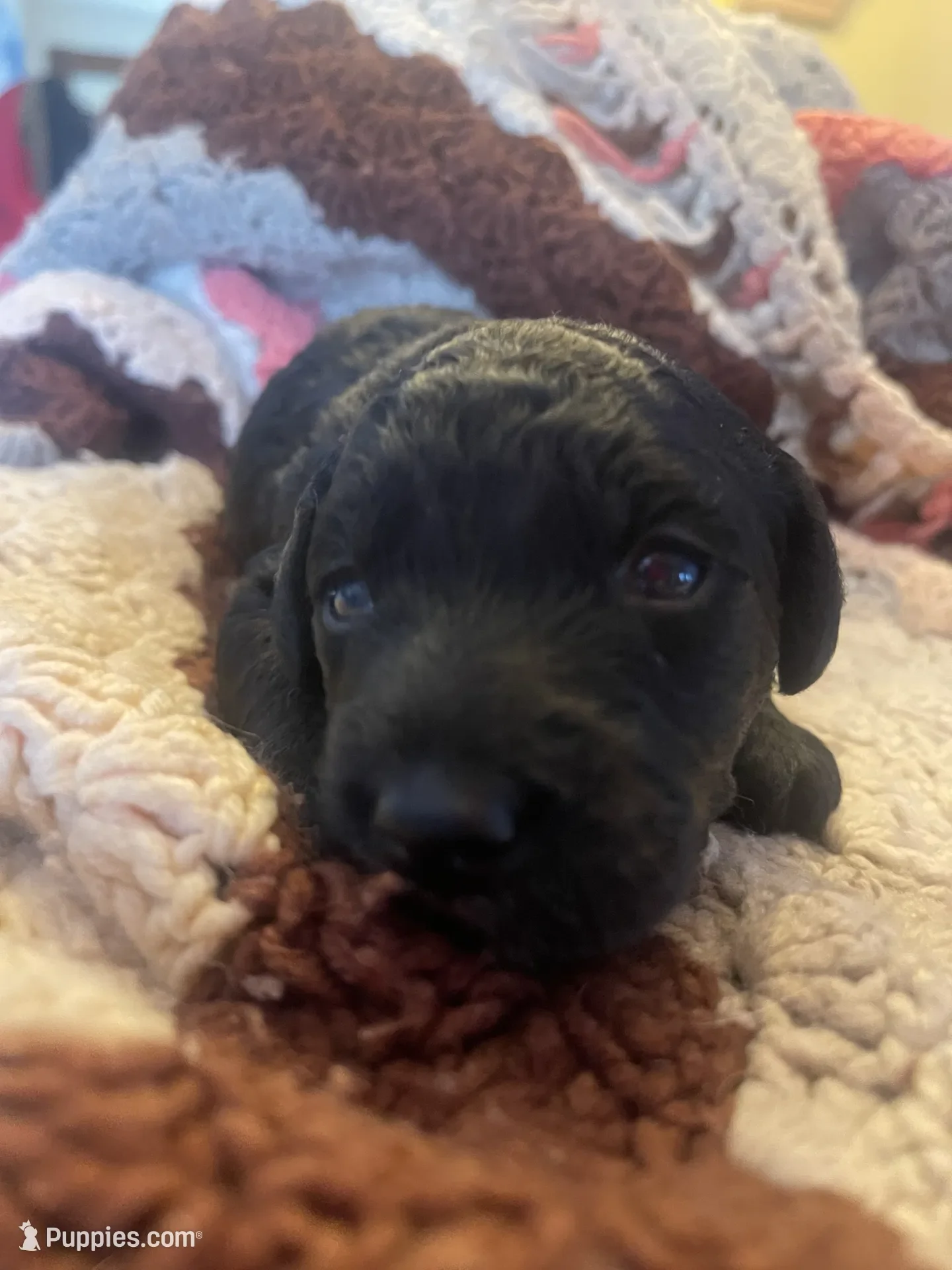 Brut~Male~Available~$1,800